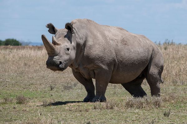 Hopkins, Cindy Miller 아티스트의 Africa-Kenya-Ol Pejeta Conservancy-one of the last 2 critically endangered Northern white rhinos작품입니다.